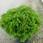 Thuja occidentalis Danica PP2861, COPF Danica Cedar