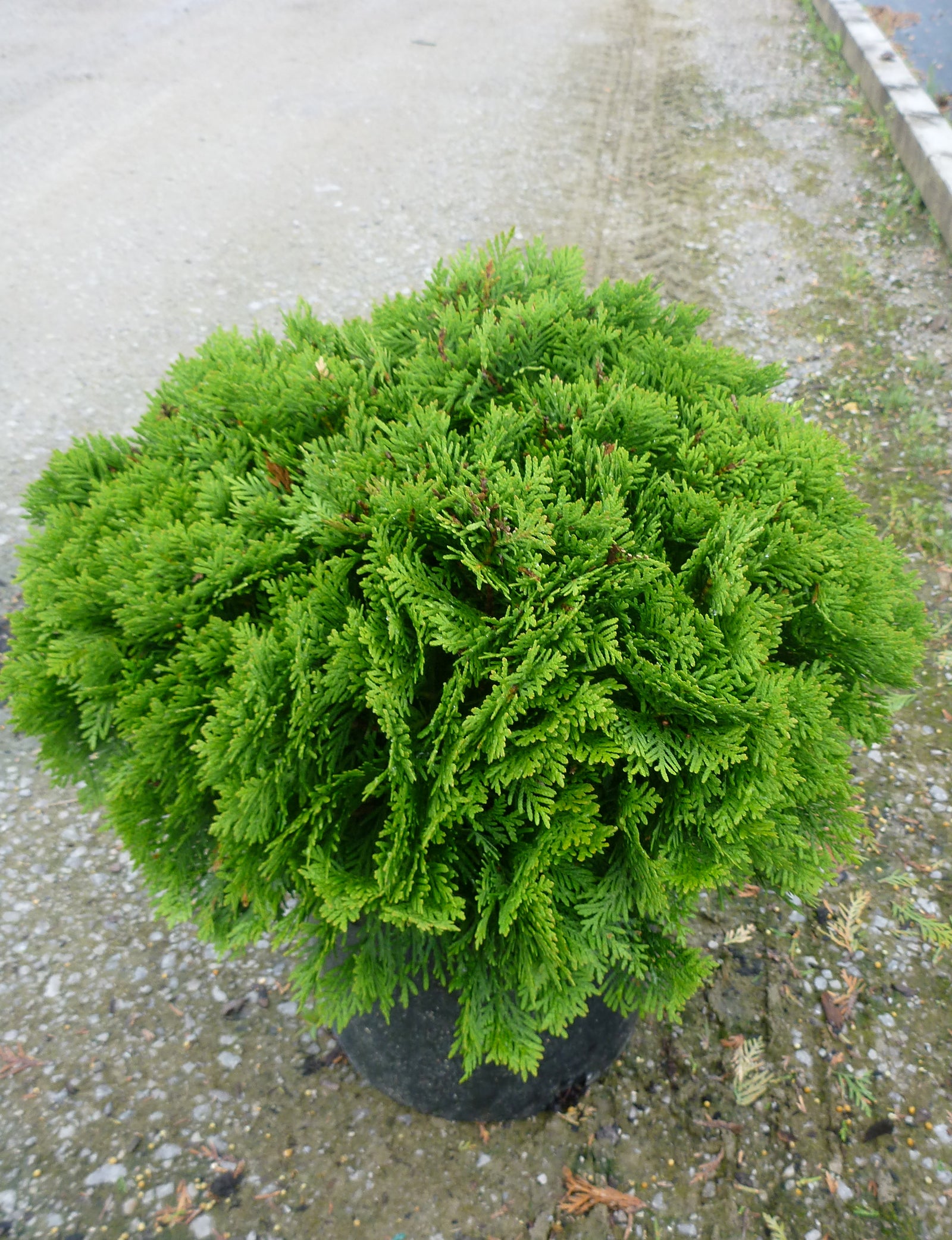 Thuja occidentalis Danica PP2861, COPF Danica Cedar