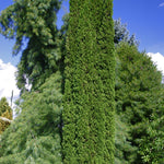 Thuja occidentalis Degroot's Spire Degroot's Spire Cedar