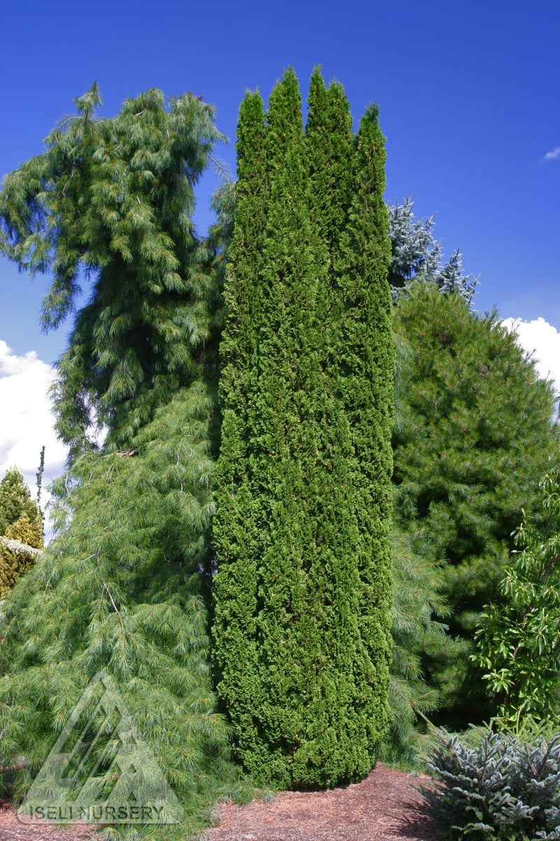 Thuja occidentalis Degroot's Spire Degroot's Spire Cedar