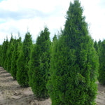 Thuja occidentalis Emerald Emerald Cedar