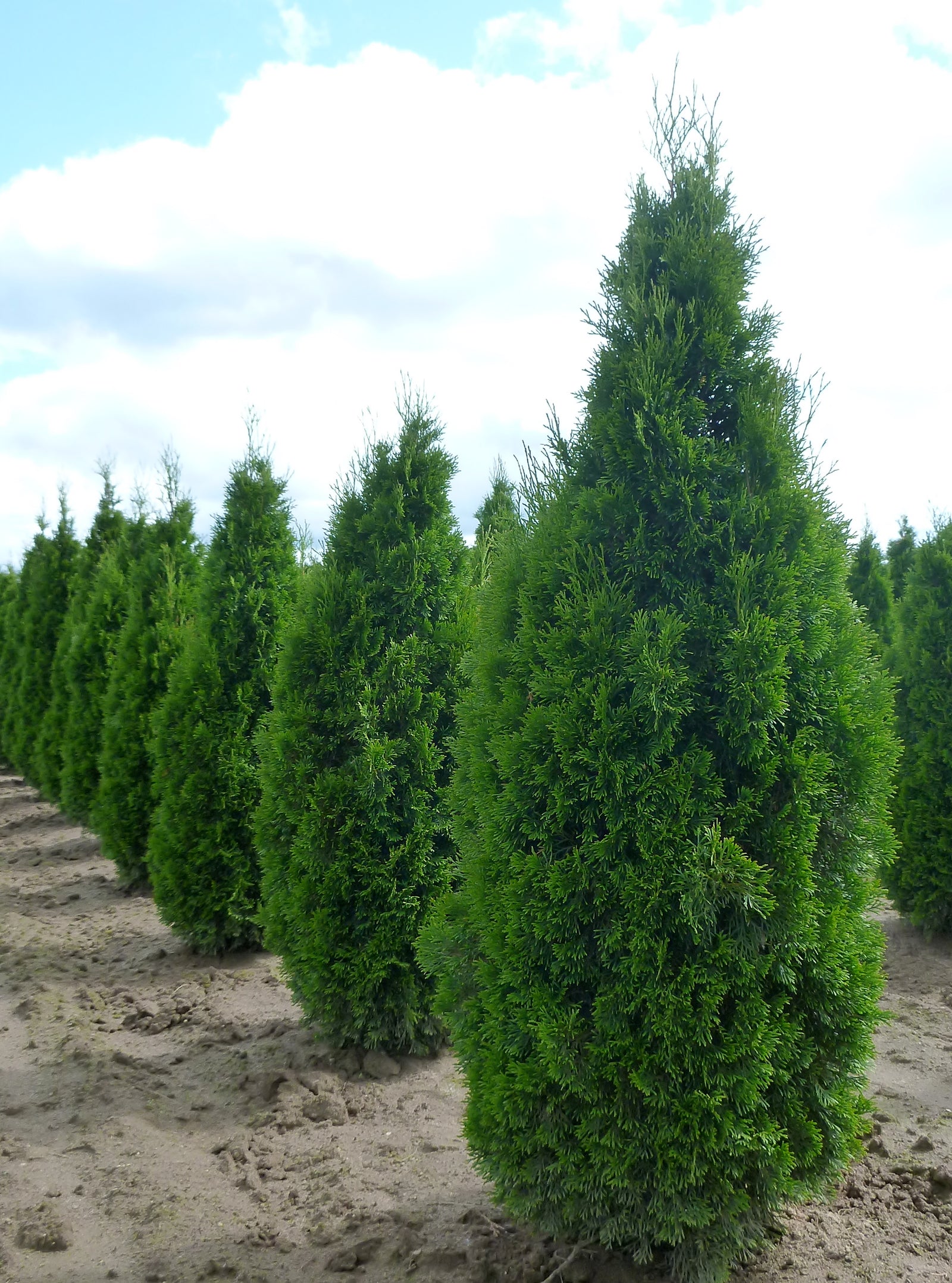 Thuja occidentalis Emerald Emerald Cedar