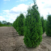 Thuja occidentalis Fastigiata Pyramid Cedar