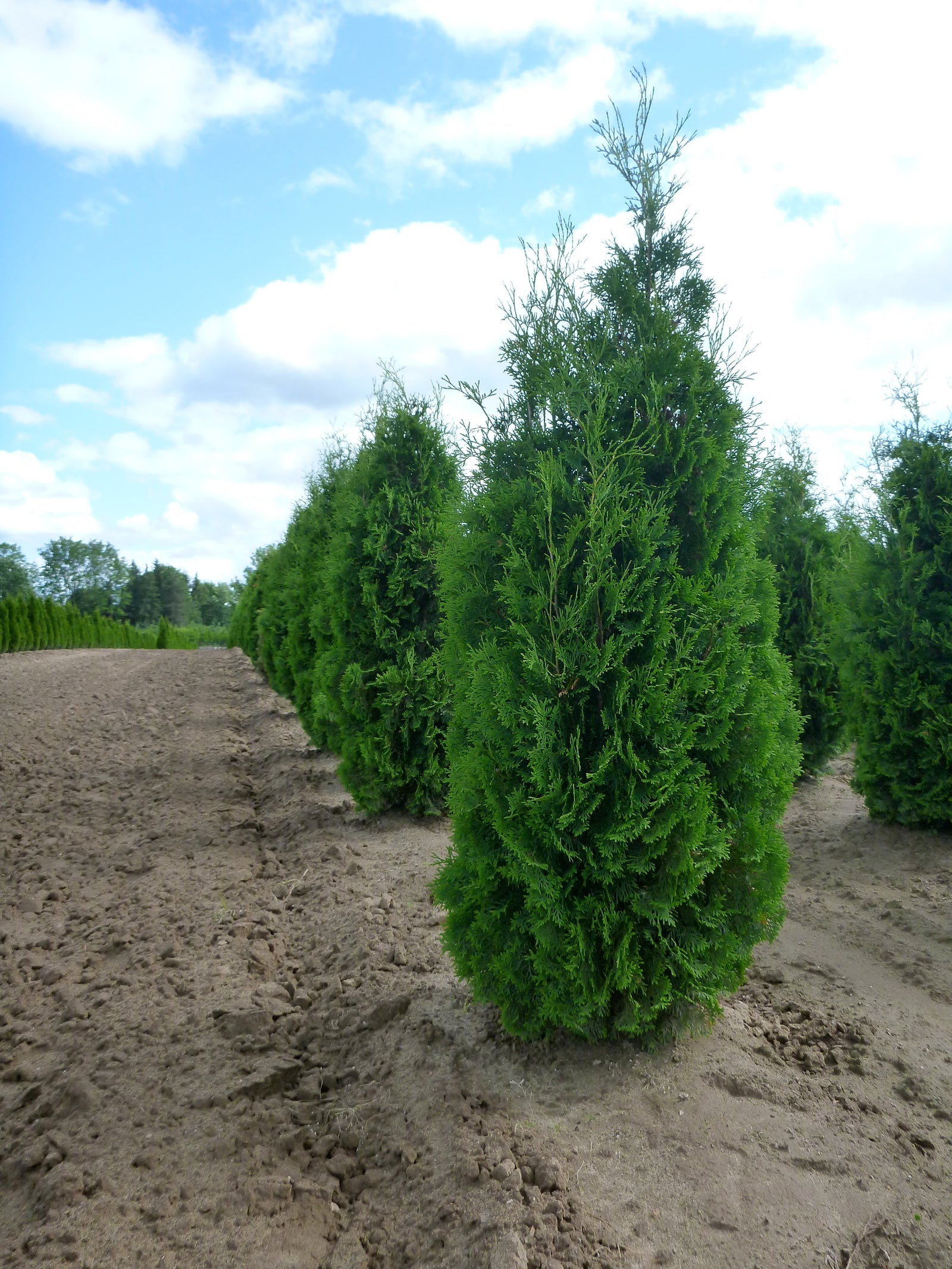 Thuja occidentalis Fastigiata Pyramid Cedar