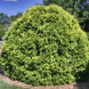 Thuja occidentalis Golden Globe Golden Globe Cedar