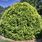 Thuja occidentalis Golden Globe Golden Globe Cedar