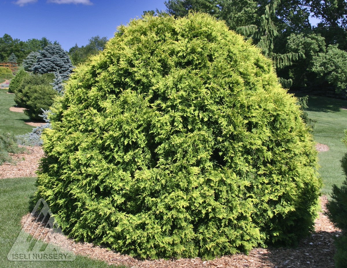 Thuja occidentalis Golden Globe Golden Globe Cedar