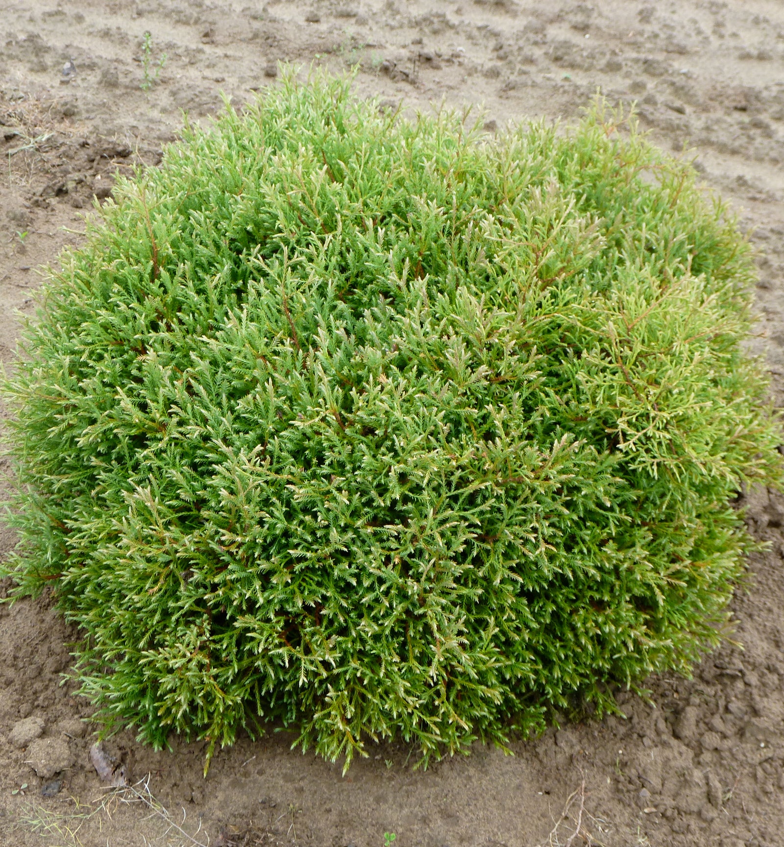 Thuja occidentalis Linesville Linesville Cedar