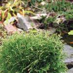 Thuja occidentalis Little Giant COPF Little Giant Cedar