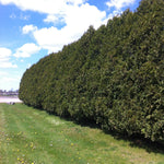 Thuja occidentalis Nigra Black Cedar