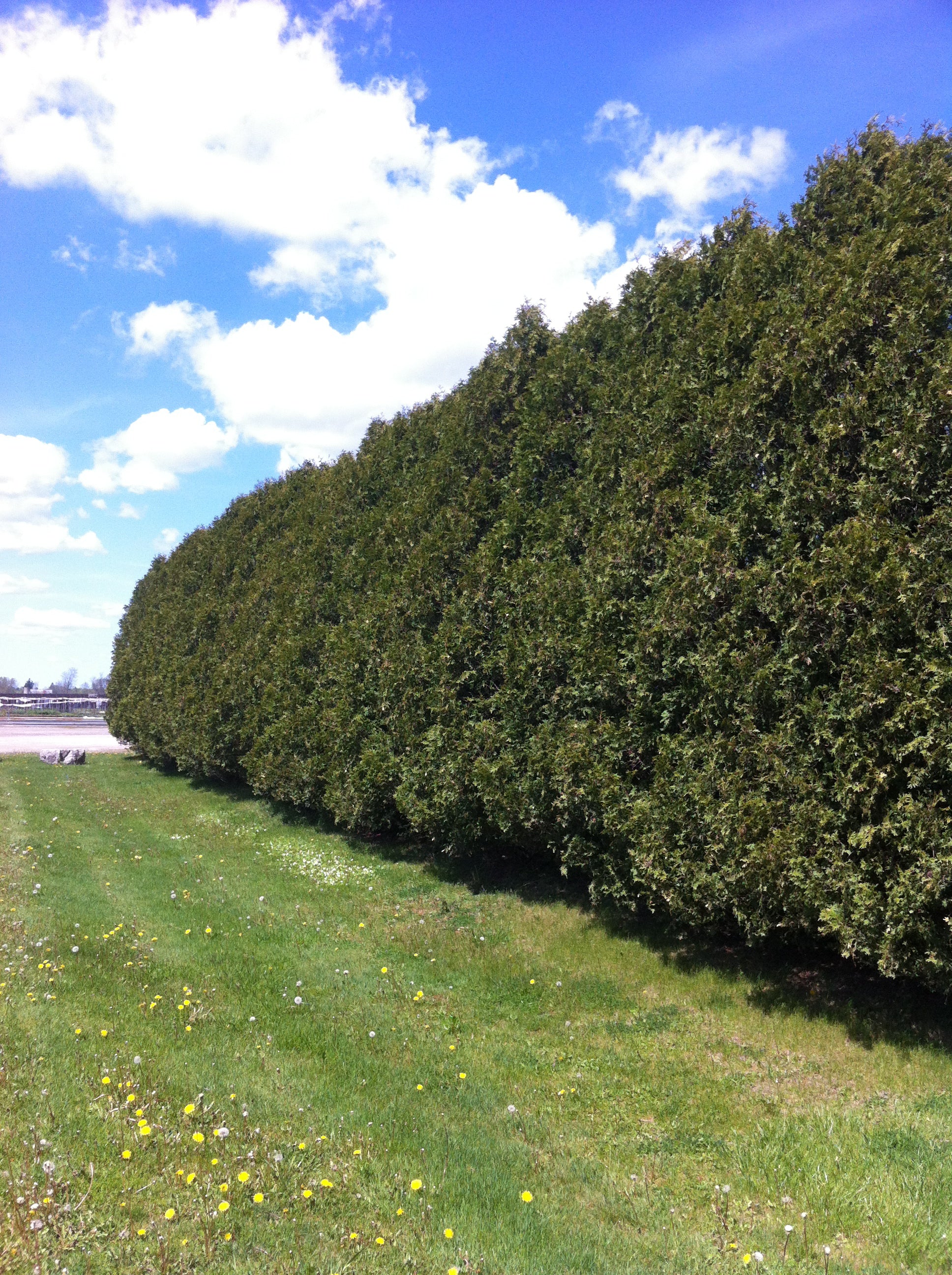 Thuja occidentalis Nigra Black Cedar