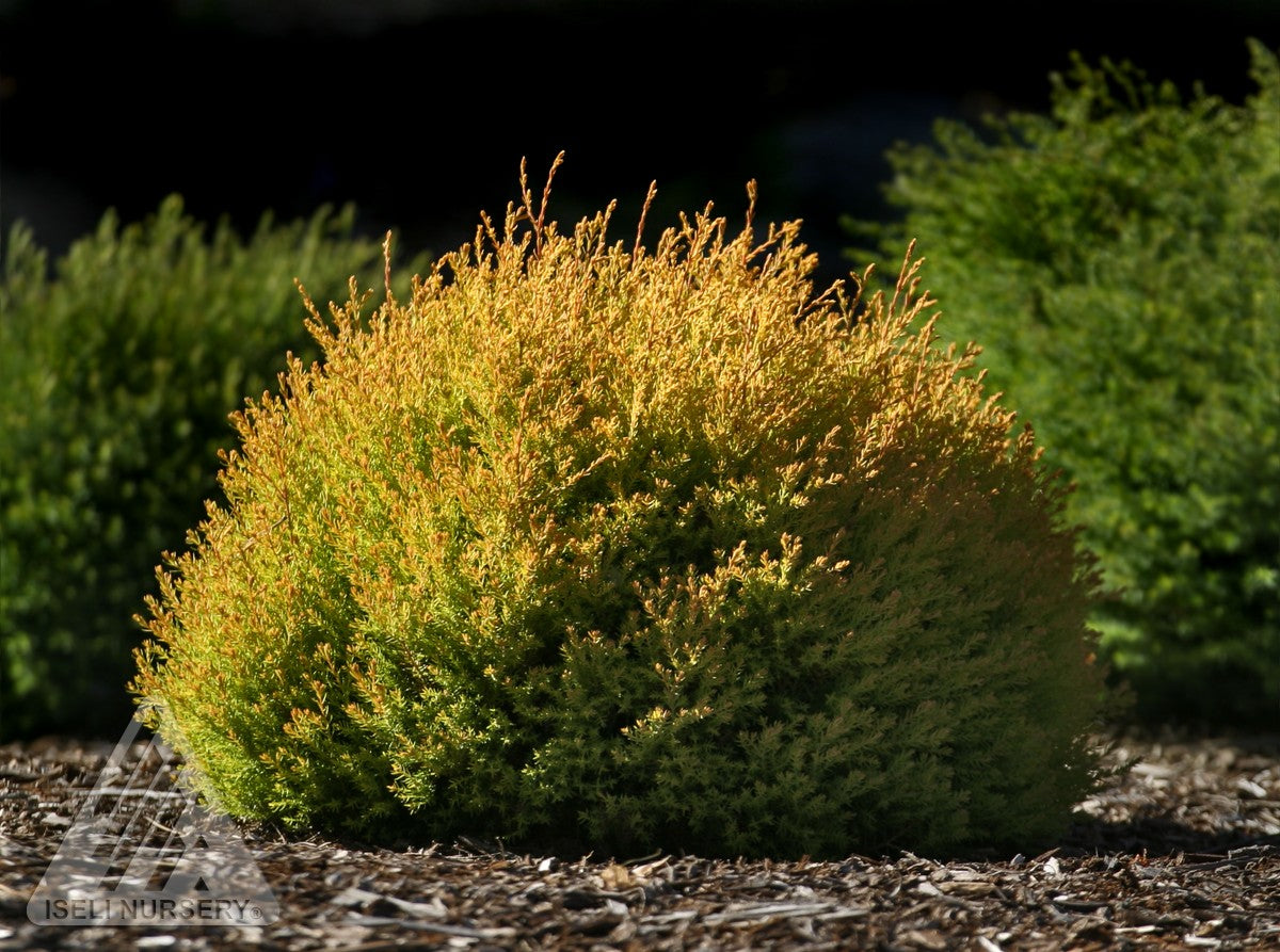 Thuja occidentalis Rheingold Rheingold Cedar