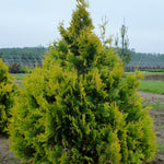 Thuja occidentalis Sunkist Sunkist Cedar