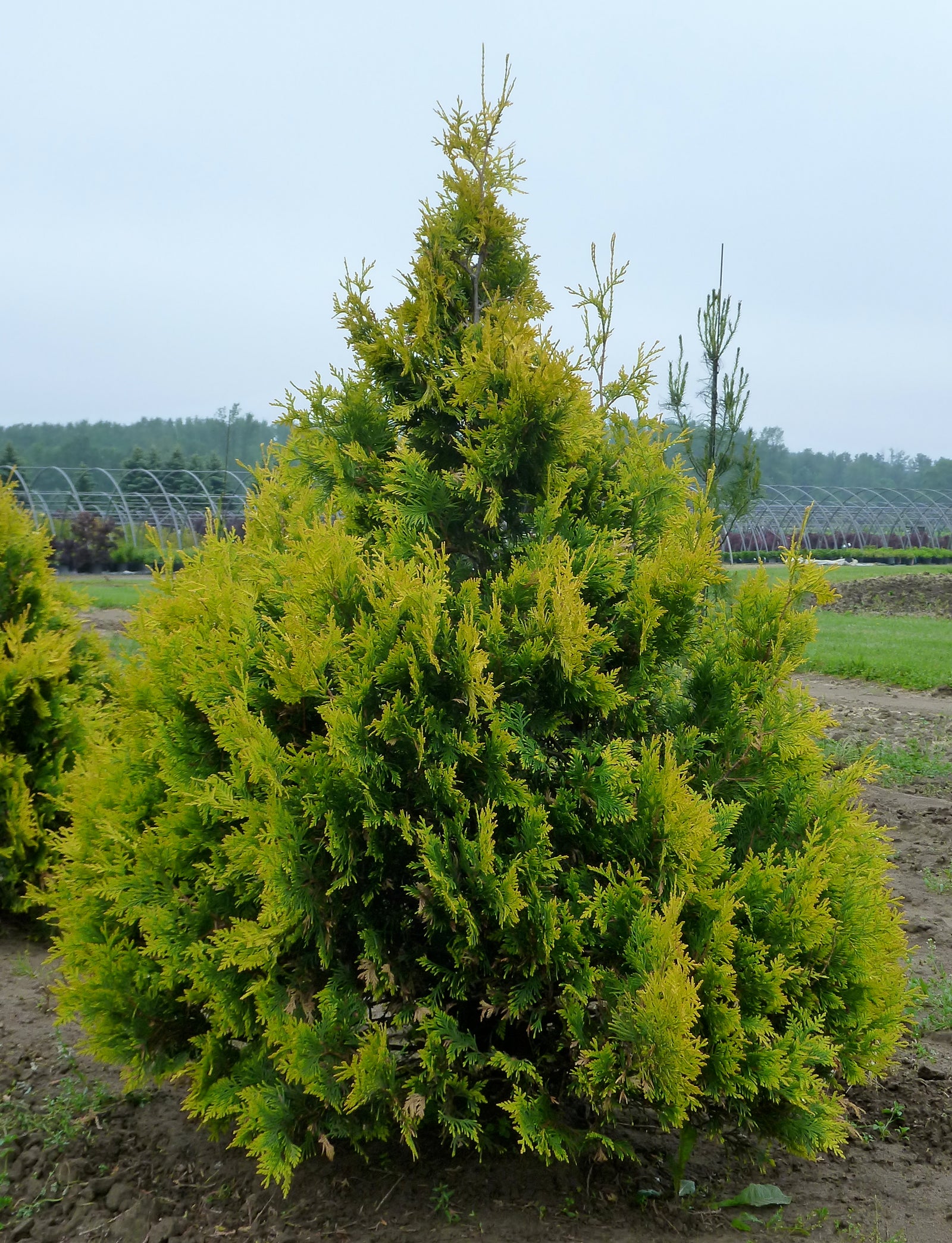 Thuja occidentalis Sunkist Sunkist Cedar