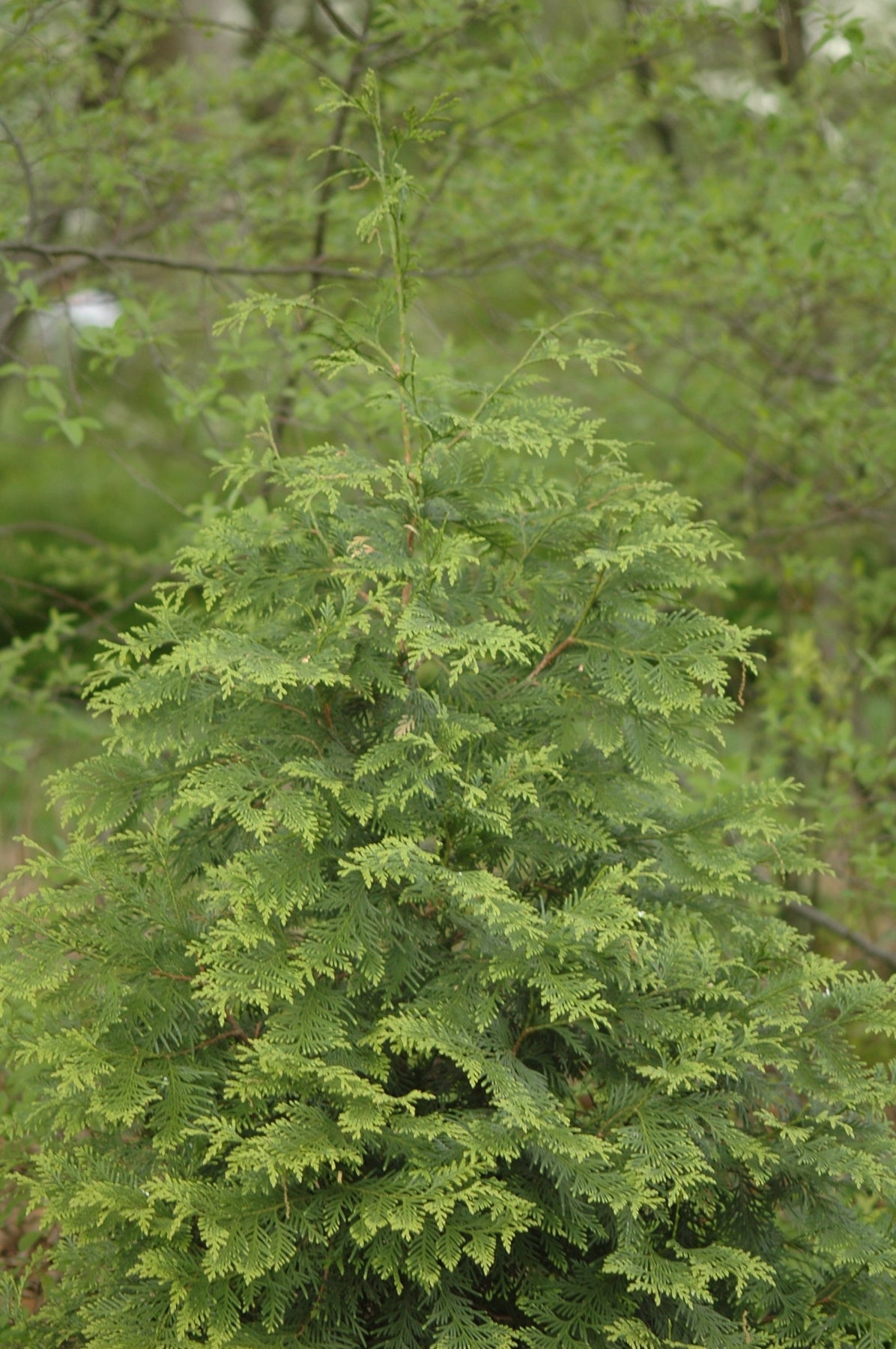 Thuja x Green Giant Green Giant Cedar