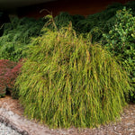 Thuja plicata Whipcord Whipcord Western Cedar