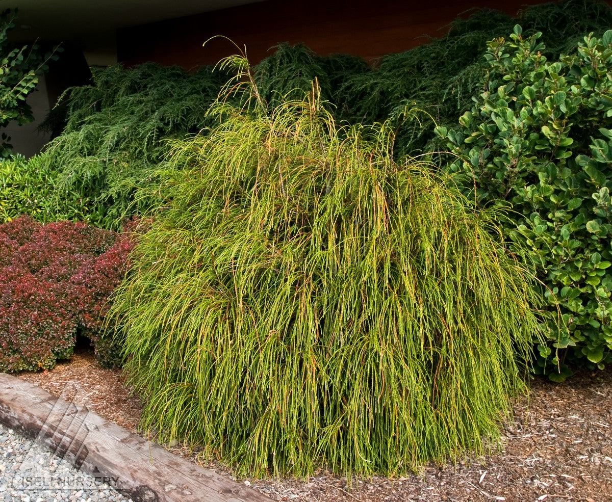 Thuja plicata Whipcord Whipcord Western Cedar