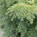 Tsuga canadensis Jeddeloh Jeddeloh Dwarf Canadian Hemlock