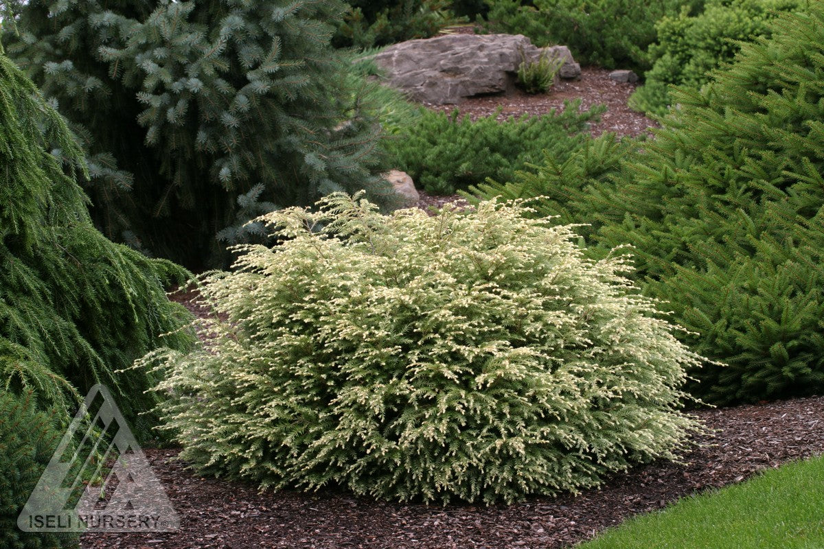 Tsuga canadensis Moon Frost Moon Frost Canadian Hemlock