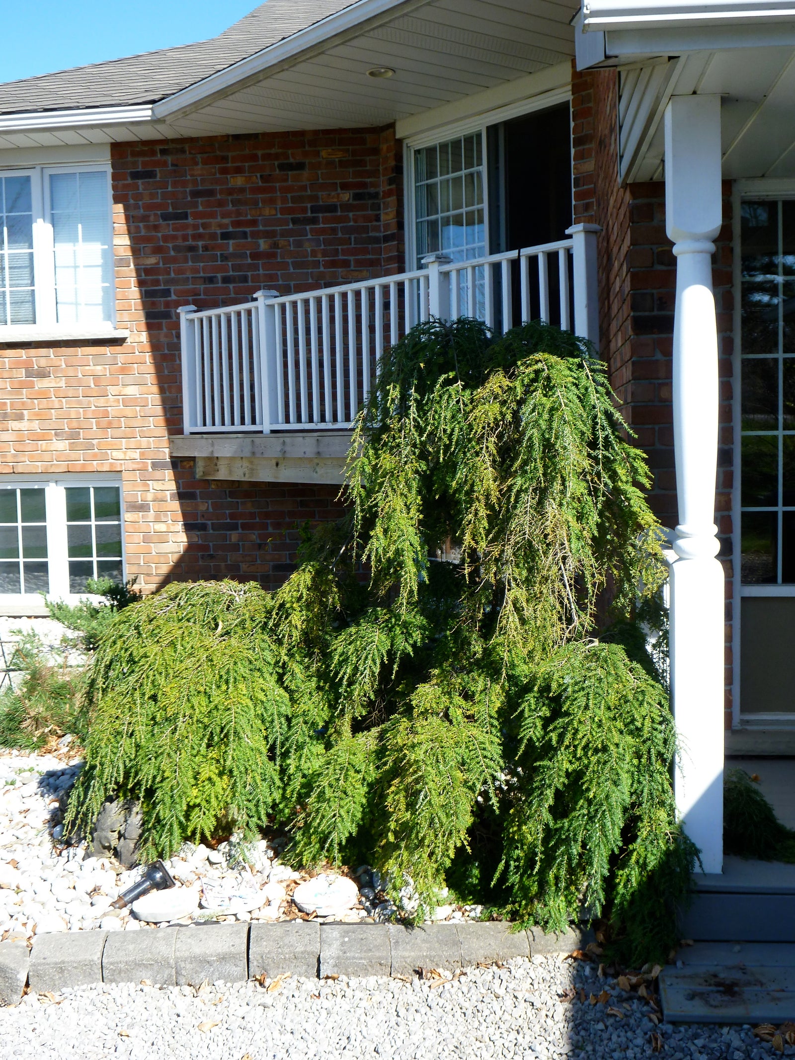 Tsuga canadensis Pendula Sargent's Weeping Hemlock