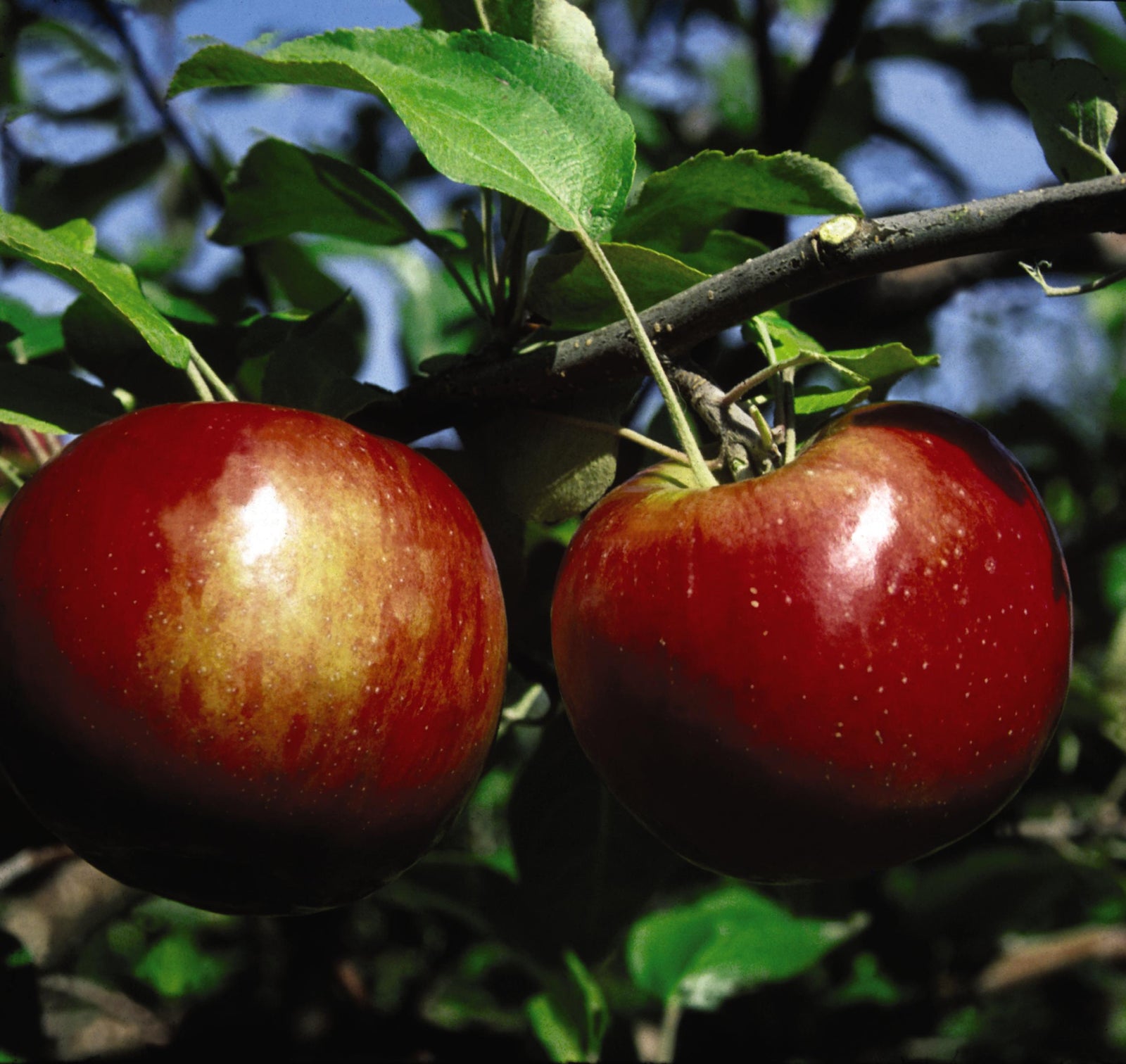 Apple Cortland Cortland Apple