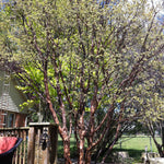 Acer griseum Paperbark Maple