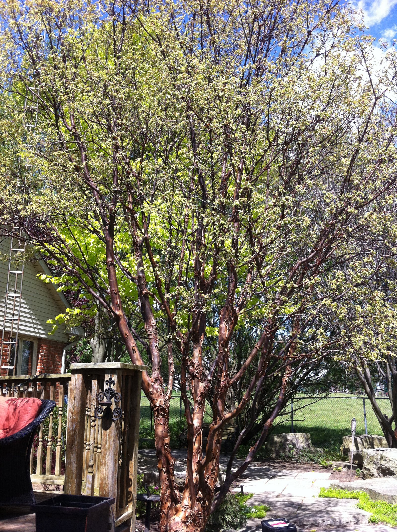 Acer griseum Paperbark Maple