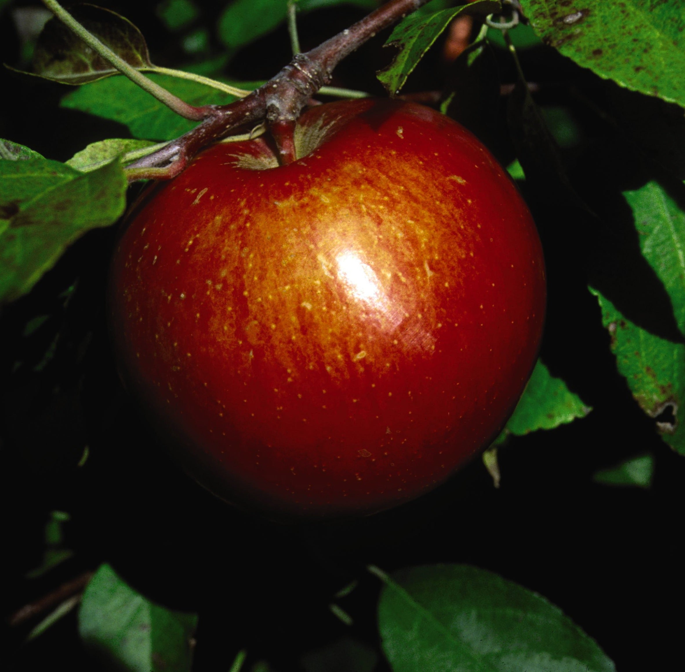 Haralson Apple – GardenTap