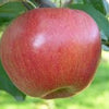 Apple Northern Spy Northern Spy Apple