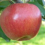 Apple Northern Spy Northern Spy Apple