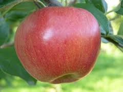 Apple Northern Spy Northern Spy Apple