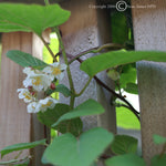 Actinidia arguta Issai Hardy Kiwi