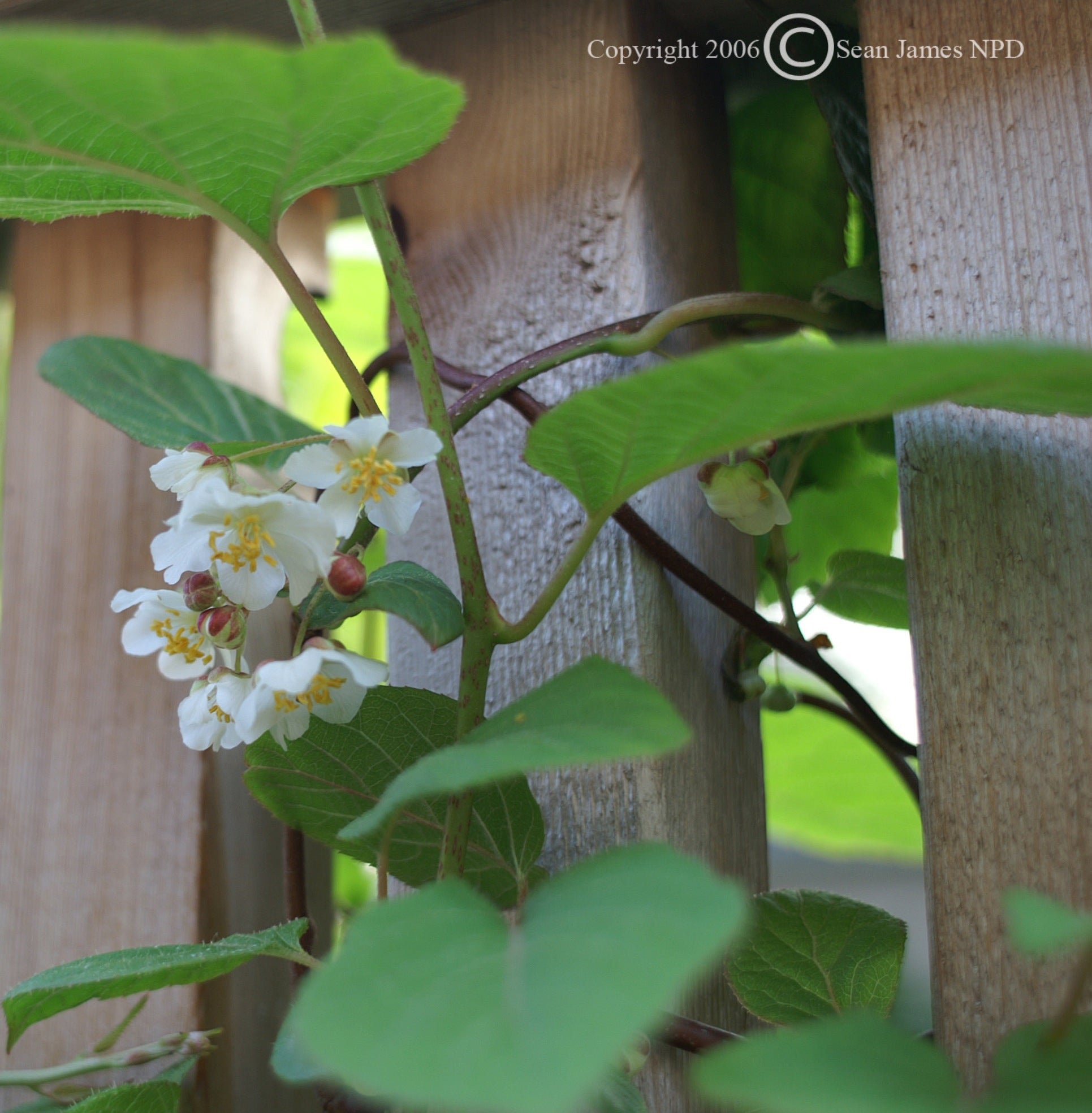 Actinidia arguta Issai Hardy Kiwi