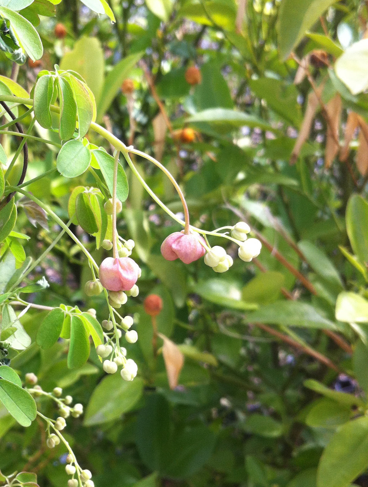 Akebia quinata Chocolate Vine