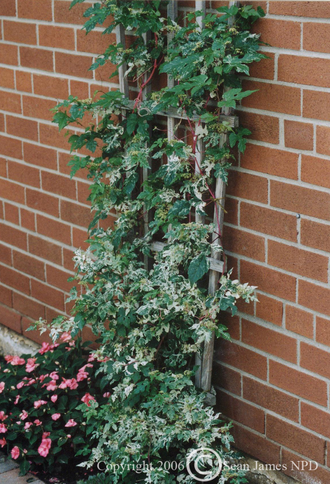 Ampelopsis brevipedunculata Elegans Variegated Porcelain Berry