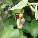 Aristolochia durior Dutchman's Pipe