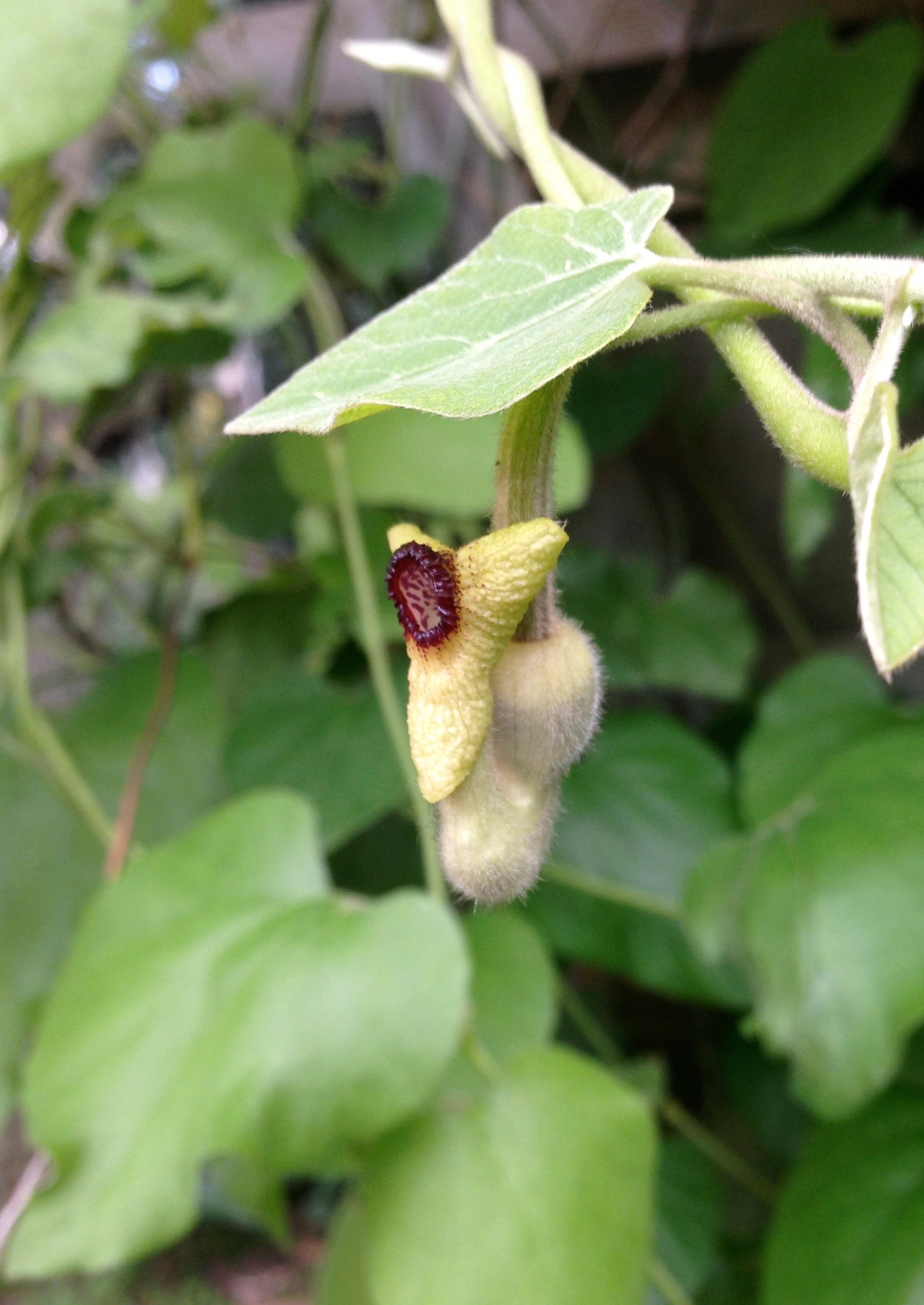 Aristolochia durior Dutchman's Pipe