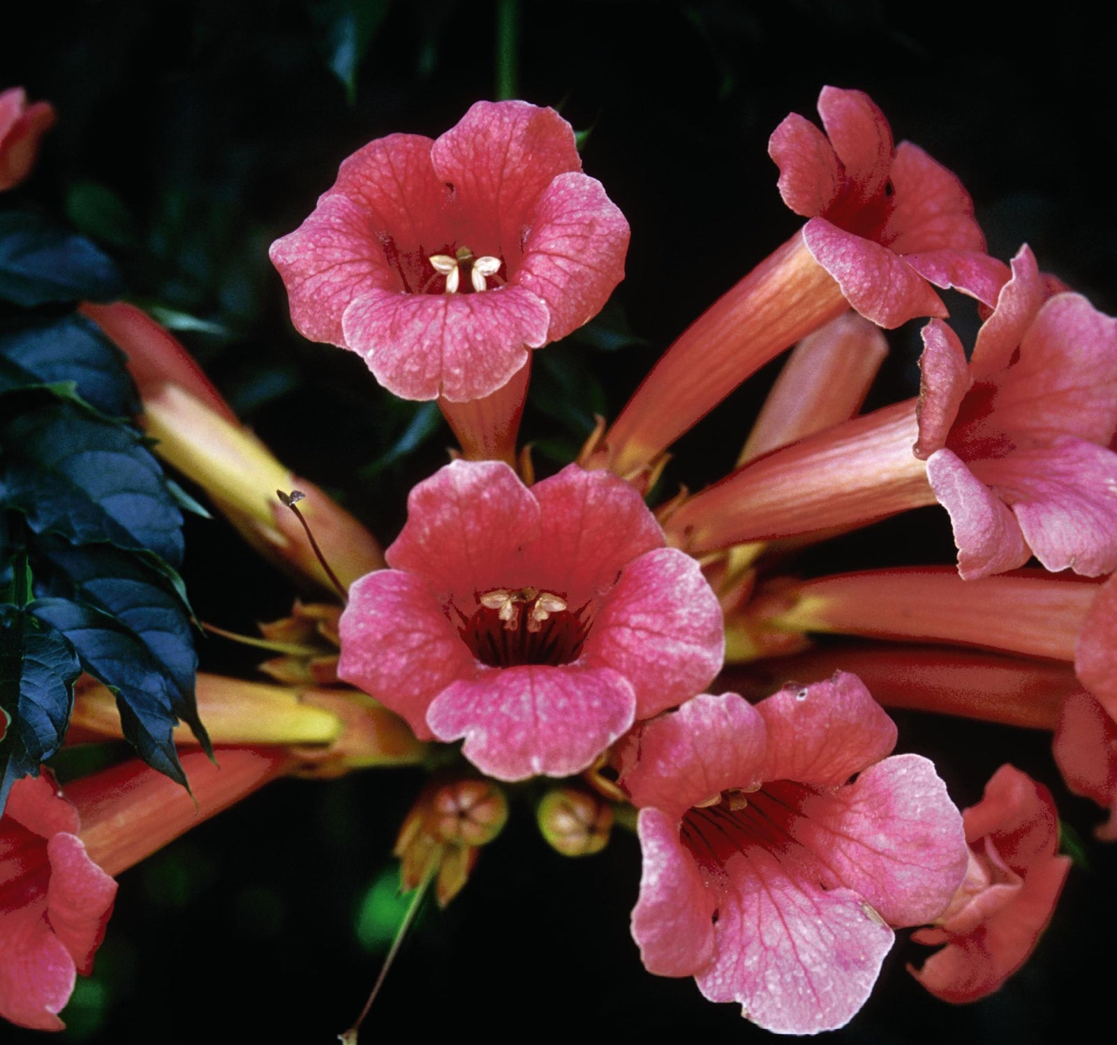 Campsis radicans Trumpet Vine