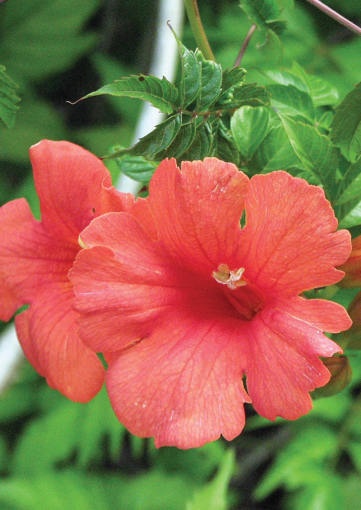 Campsis radicans Flamenco Flamenco Trumpet Vine