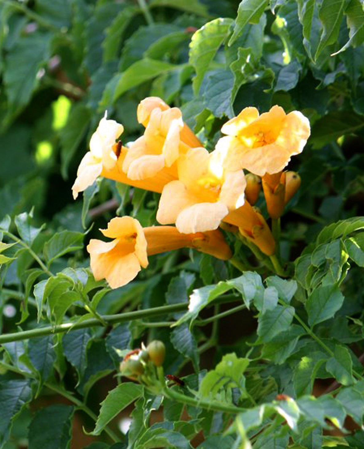 Campsis radicans Flava Yellow Trumpet Vine