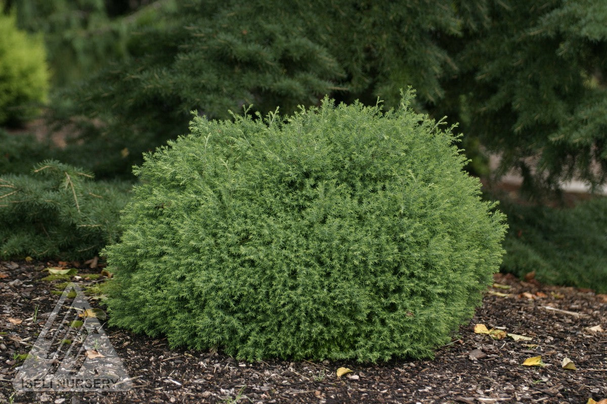 Chamaecyparis thyoides Heatherbun Heatherbun Falsecypress