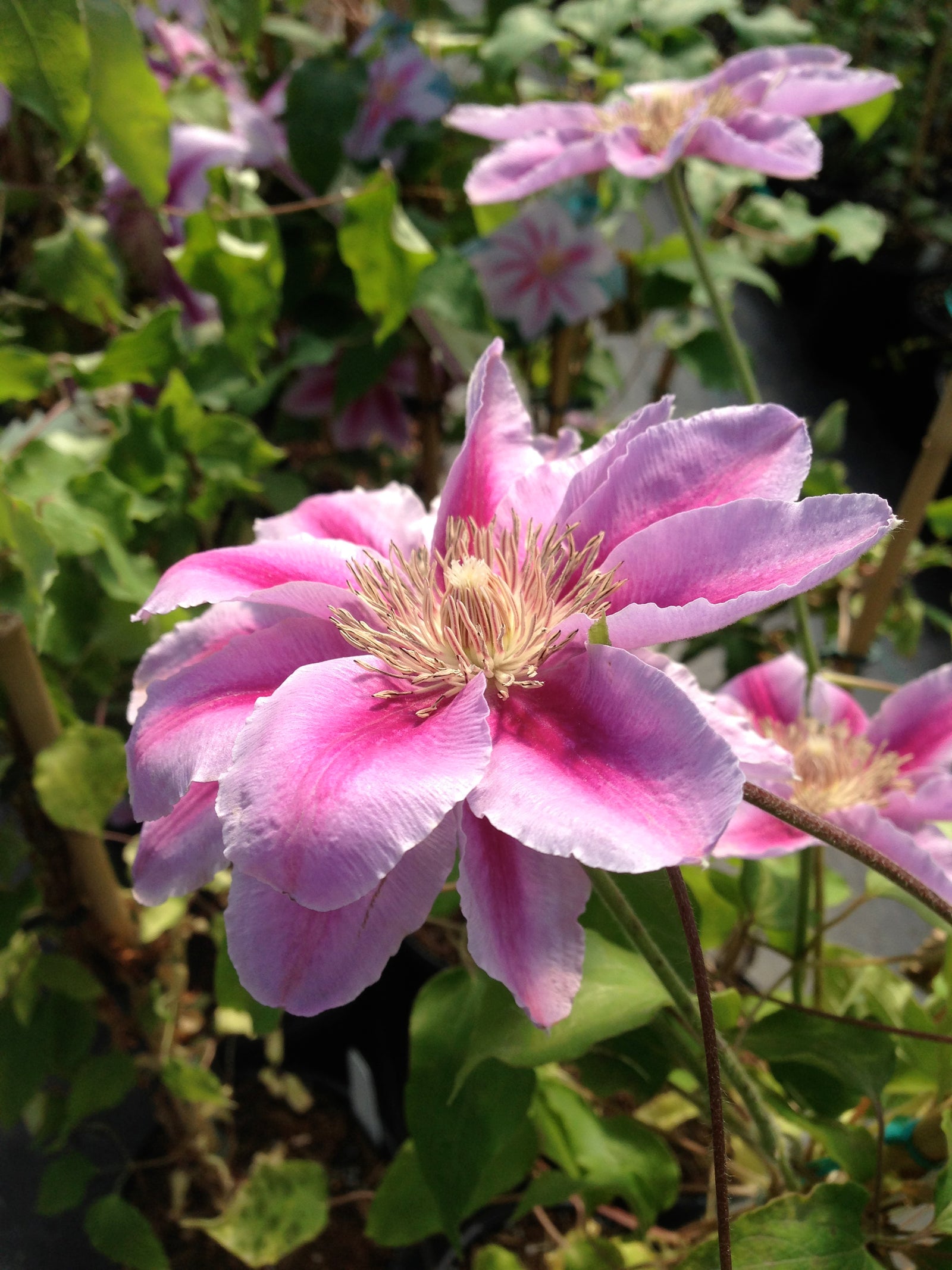 Clematis Bee's Jubilee Clematis