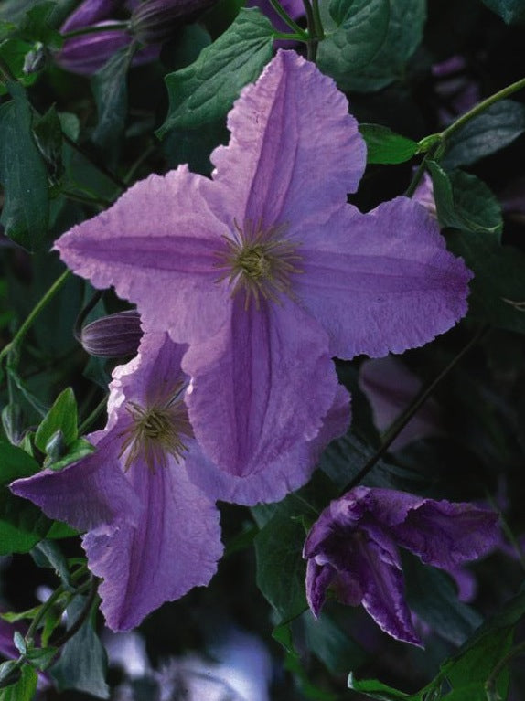 Clematis Blue Angel Blekinty Aniol Blue Angel Clematis