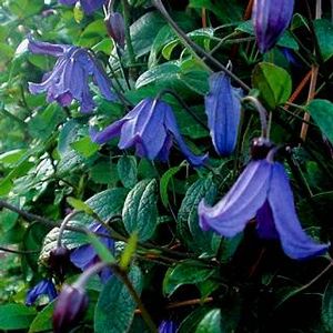 Clematis Blue Boy Solitary Clematis