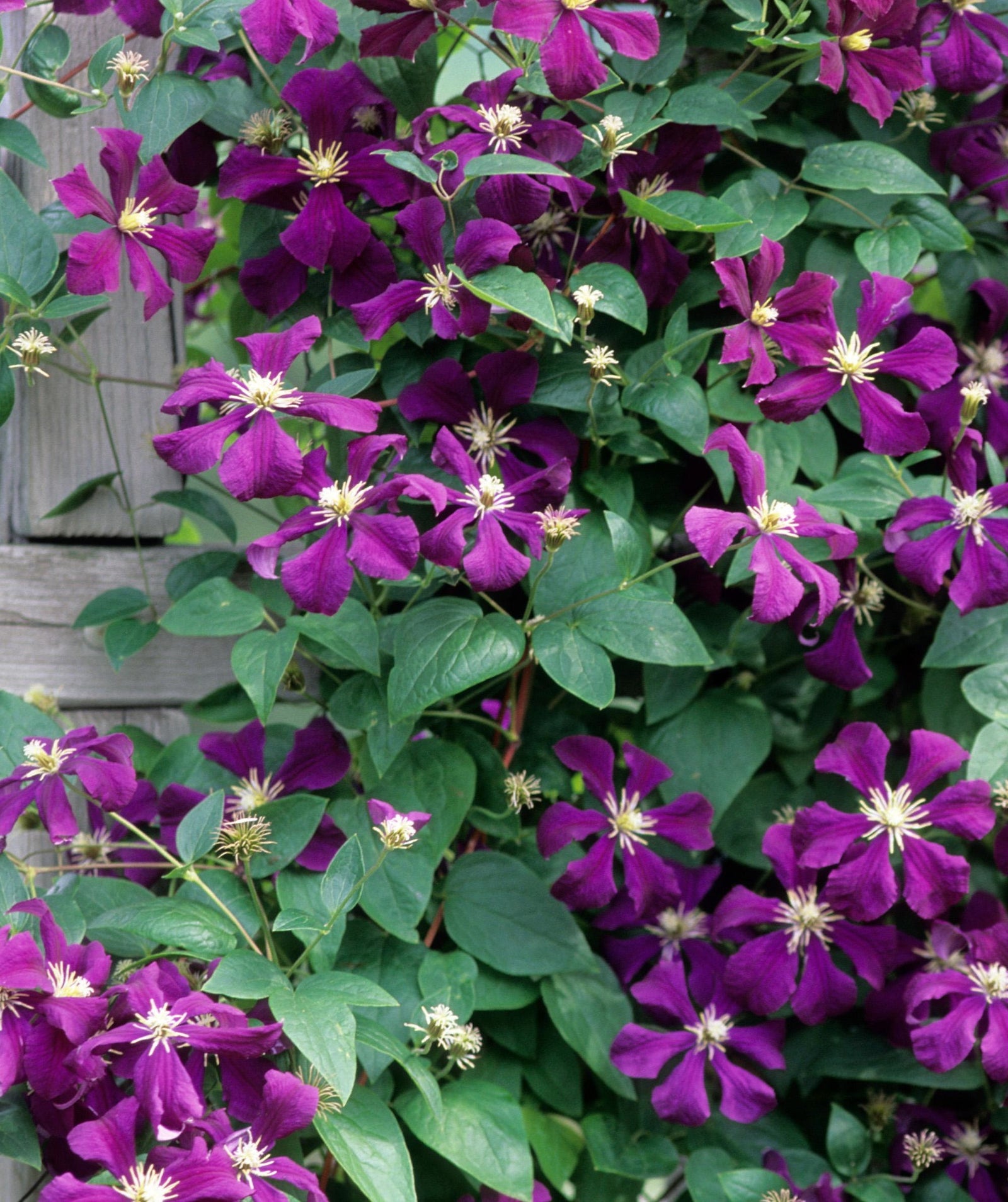 Clematis Etoile Violette Clematis