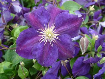 Clematis Jackmanii Superba Clematis