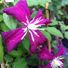 Clematis Madame Julia Correvon Clematis