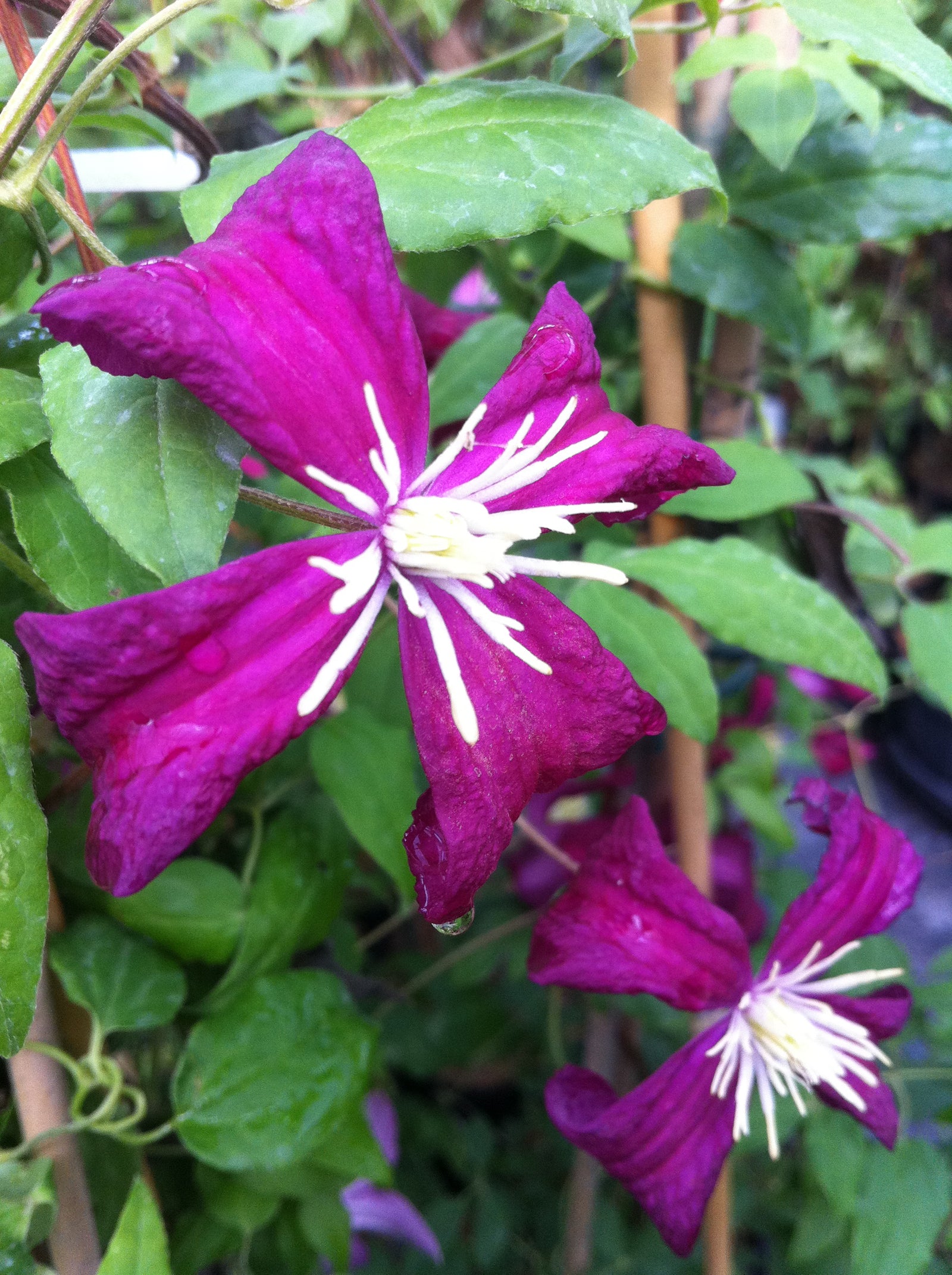 Clematis Madame Julia Correvon Clematis