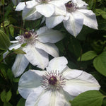 Clematis Miss Bateman Clematis