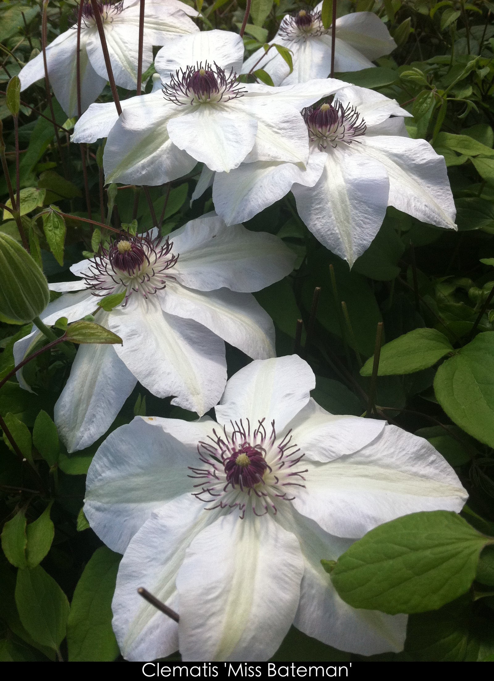 Clematis Miss Bateman Clematis